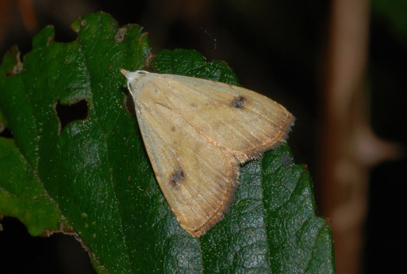 Noctuidae da conf. 2